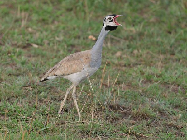 <h3><a href="/trips/tanzania/biota/animalia/chordata/aves/019 otidiformes/001 otididae/eupodotis senegalensis/eupodotis senegalensis-nl.html">Eupodotis&nbsp;senegalensis</a> / White‑bellied&nbsp;bustard / Senegaltrap</h3>OM-1 Mark II met OLYMPUS M.150-400mm F4.5, 1/2000 sec  bij F4.5, ISO 1600, afstand 12.7&nbsp;m